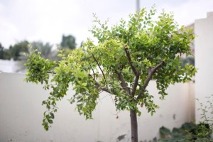 upcoming-events-img-1